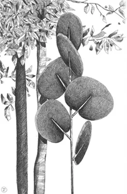 Botanica schets 1
