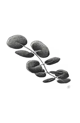 Botanica schets 2