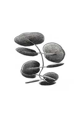 Botanica schets 3