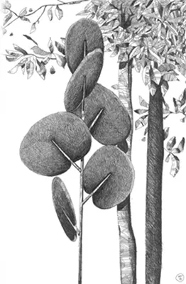 Botanica schets 4